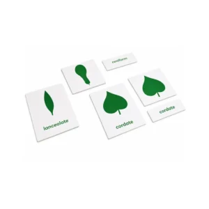 Home 18 Botany Cabinet Nomenclature Cards